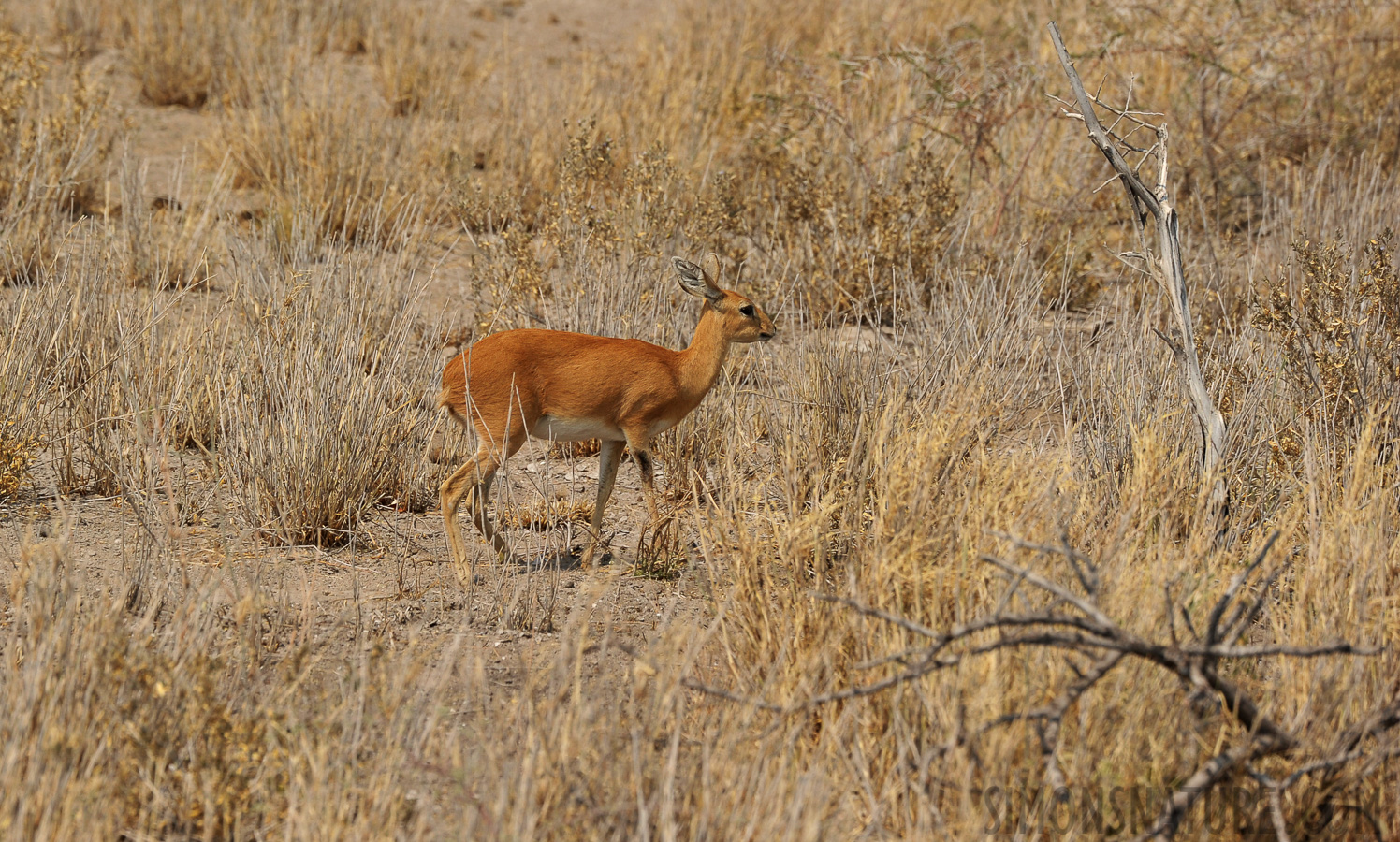 Raphicerus campestris steinhardti [400 mm, 1/1600 sec at f / 8.0, ISO 400]